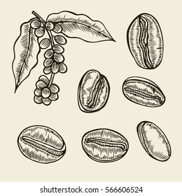 Coffee branch. Plant with leaf, berry, fruit, seed. Natural caffeine drink. Vector vintage drawn engraving illustration