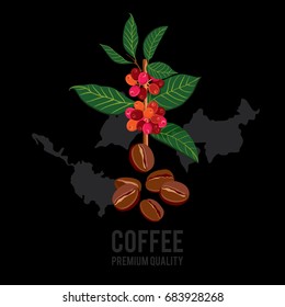 Coffee branch. Plant with leaf, berry, fruit, seed. Ripe coffee. Natural drink caffeine. Vector colored illustration on black background for shop and poster design