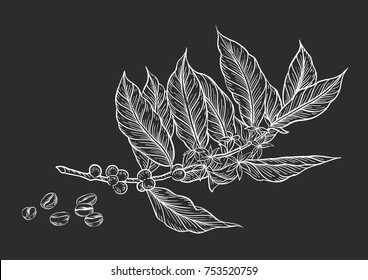 
Coffee branch. Plant with leaf, berry, fruit, seed. Natural caffeine drink. Vector vintage drawn engraving illustration on  background for shop