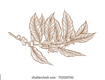 
Coffee branch. Plant with leaf, berry, fruit, seed. Natural caffeine drink. Vector vintage drawn engraving illustration on  background for shop