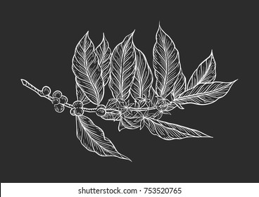 
Coffee branch. Plant with leaf, berry, fruit, seed. Natural caffeine drink. Vector vintage drawn engraving illustration on  background for shop