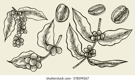 Coffee branch. Plant with coffee leaves Hand drawn vintage botanical collections of coffee, vector illustration. Isolated on beige