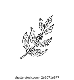 Coffee branch plant leaves with coffee seed vector hand-drawn logo.