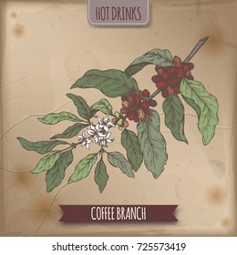 Coffee branch sketch with beans and flowers on vintage background. Hot drinks collection. Great for cafe, bars, coffee ads.
