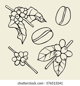 Coffee branch sketch illustration. Plant with leaf. Natural caffeine drink. Vector vintage drawn engraving on beige