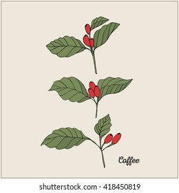 Coffee branch. Vector illustration. Growing beans with leaves.