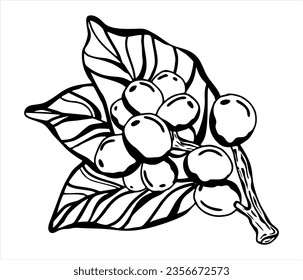 ramas, hojas y frijoles de la línea del vector del café. dibujo botánico, boceto. diseño de arte de línea. estilo natural realista. ilustración orgánica. aislado de fondo blanco.