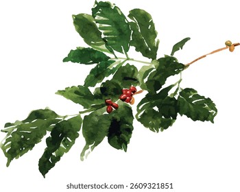 Coffee Branch Watercolor  vector illustration