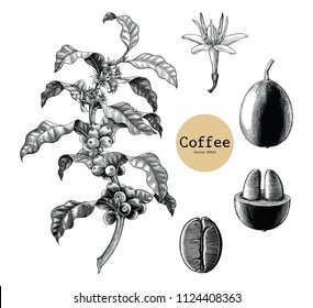 Coffee branch,Coffee flower,Coffee bean hand drawing vintage clip art isolated on white background