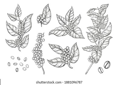 
Coffee branches and beans sketch style. Hand drawn set of coffee tree branches with leaves, flowers and ripe fruits. Vector illustration isolated on white background in vintage style.