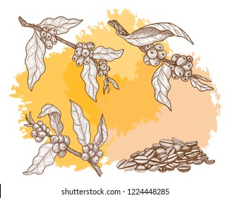Coffee branches with berries and beans set. Hand drawn sketch, vector illustration in vintage style for coffee label design.