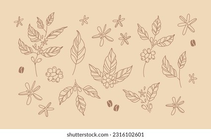 Coffee branches and flowers. Hand drawn line art drawings of coffee leaves and stems. Plant. Nature. Sticker, icon, logo, emblem