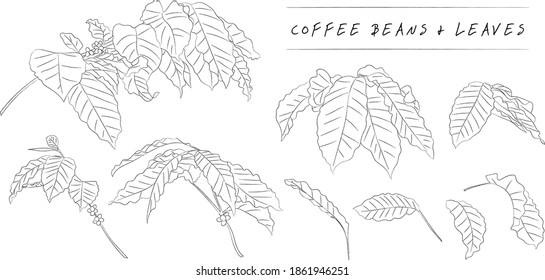 coffee branches, leaves and beans