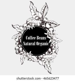 Coffee Branch.Natural Organic Caffeine. Coffee Plant With Coffee Leaf,berry,bean,coffee Fruit, Seed.Hand Drawn Coffee Collection Vector Illustration.