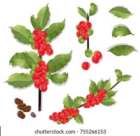 Coffee branch.Natural organic caffeine. Plant with coffee leaf, berry, bean, coffee fruit, seed.scented grain tree vector illustration.