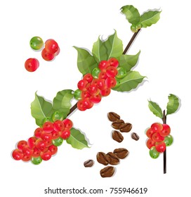 Coffee branch.Natural organic caffeine. Plant with coffee leaf, berry, bean, coffee fruit, seed.scented grain tree vector illustration.