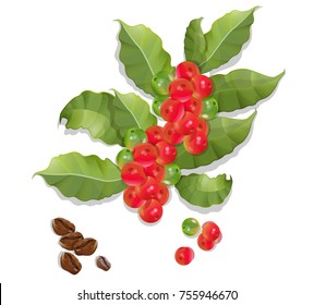 Coffee branch.Natural organic caffeine. Plant with coffee leaf, berry, bean, coffee fruit, seed.scented grain tree vector illustration.