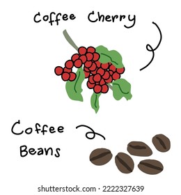 Coffee cherries and coffee beans. Fresh coffee cherries and roasted coffee beans. Hand-drawn vector.