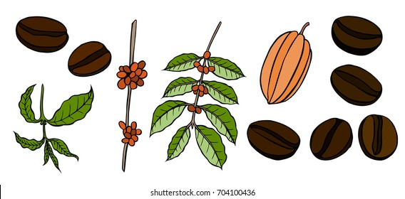 Coffee and cocoa beans plant branch with leaf, berry, coffee bean.