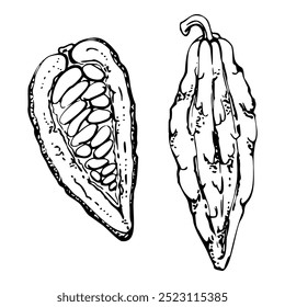 Coffee cocoa cacao beans nuts seed pods, stylized tree. Mayan aztec mexican plant. Hand drawn ink vector botanical illustration. Isolated single element. Design embroidery, travel, vacation, brochure