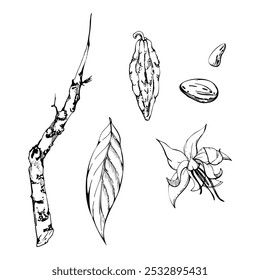 Coffee cocoa cacao vanilla flower leaves branch seed pods beans, exotic tropical botanical illustration. Mayan aztec mexican plant. Hand drawn ink vector. Isolated single element for sweets cafe shop