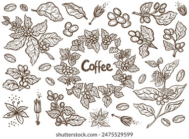 Coffee design. Beans and branches leaves. Editable outline stroke. Vector line.