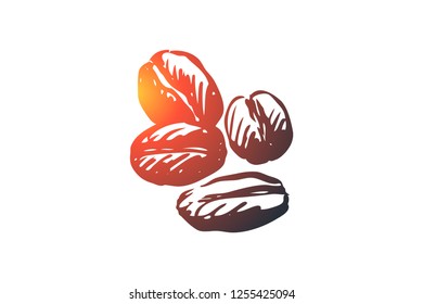 Coffee, drink, beverage, beans, roasted concept. Hand drawn roasted and fragrant coffee beans concept sketch. Isolated vector illustration.