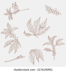 Coffee Element for Your Brand Logo Or Seamless Pattern