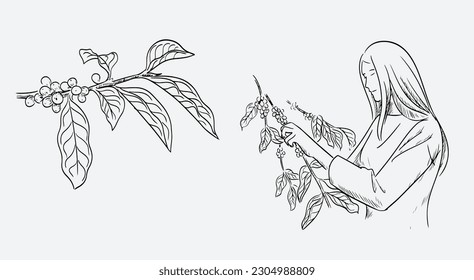 granja de café de dibujo de tinta para etiqueta, embalaje, vintage de afiches, banner. café de boceto dibujado a mano natural. dibujo vectorial de judías de café