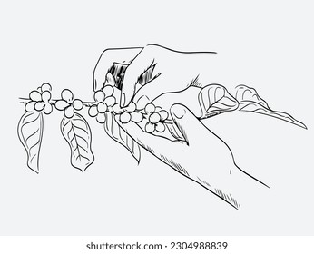 coffee farm of ink drawing for label, packaging, poster vintage, banner. coffee of sketch natural hand drawn. coffee bean vector drawing