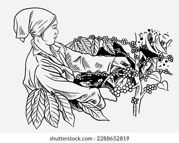 coffee farm of ink drawing for posters, label packaging, and banner. vintage coffee picker of mountain Arabica. natural coffee of organic farm Arabica mountain