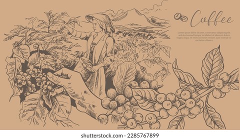 coffee farm and picker of ink sketch drawing vintage for label packaging, poster, banner, postcard, name card, art print