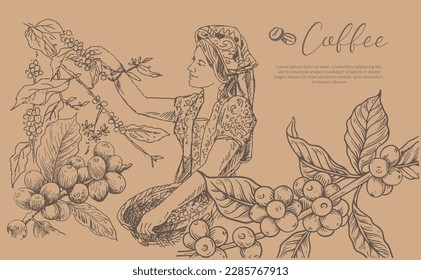 coffee farm and picker of ink sketch drawing vintage for label packaging, poster, banner, postcard, name card, art print