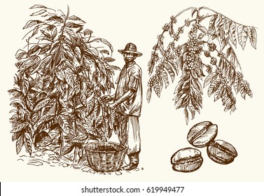 Coffee farmer picking coffee beans on coffee tree.