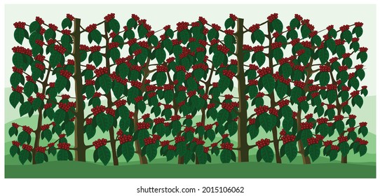 Coffee Field Background Vector EPS10
