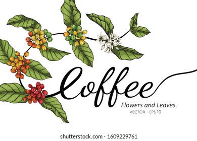 Coffee flower and leaf drawing illustration with line art  on white backgrounds