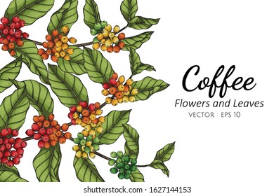 Coffee flower and leaf drawing illustration with line art  on white backgrounds