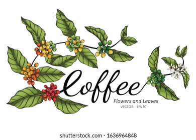 Coffee flower and leaf drawing illustration with line art on white backgrounds.