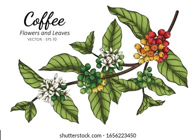 Coffee flower and leaf drawing illustration with line art on white backgrounds.