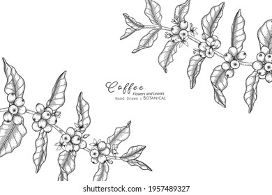 Coffee flower and leaf hand drawn botanical illustration with line art.