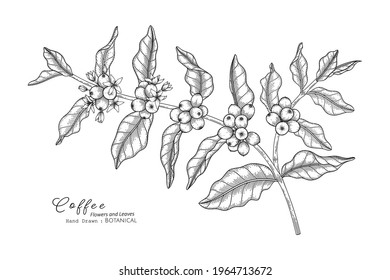 Coffee flower and leaf hand drawn botanical illustration with line art.