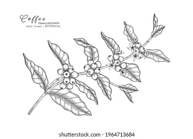 Coffee flower and leaf hand drawn botanical illustration with line art.