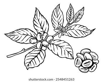 Flores e grãos de café - Linha de saída