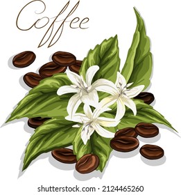 Coffee flowers and coffee beans.Colored vector illustration with flowers and coffee grains on a transparent background.