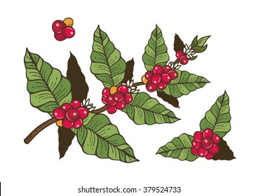 Coffee flowers and berries freehand drawing vector