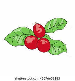 ilustração de vetor de frutas de café. Fruta de café madura vermelha com licença. 