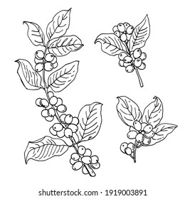 Coffee grains berries sketch vector food. Coffee tree branches