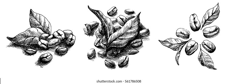 coffee grains and leaves in graphic style