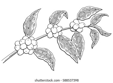 Coffee graphic tree black white isolated sketch illustration vector