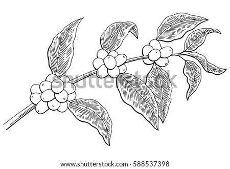 Coffee graphic tree black white isolated sketch illustration vector